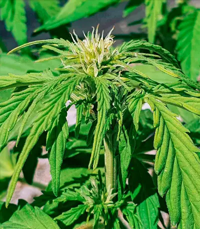 Wedding Cake Autoflower (Herbies Seeds)