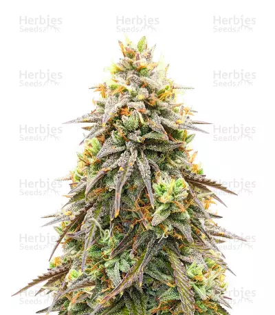Graines de cannabis Pineapple Express Auto (Barney's Farm)