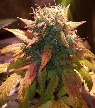 Acid Dough (Ripper Seeds)