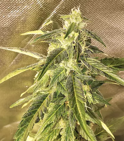 Auto Purple Gorilla Seeds