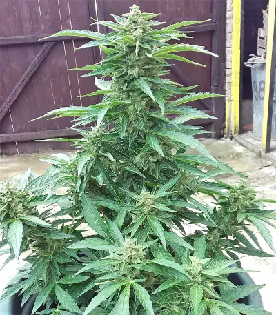 BCN Power Plant Seeds