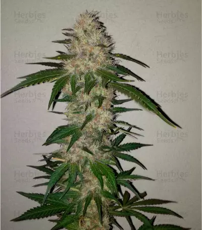 Big Bomb regular (Bomb Seeds)