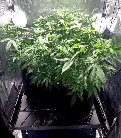 Blue Cheese Seeds (Big Buddha Seeds)