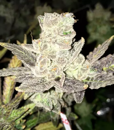 Blue Rhino Seeds
