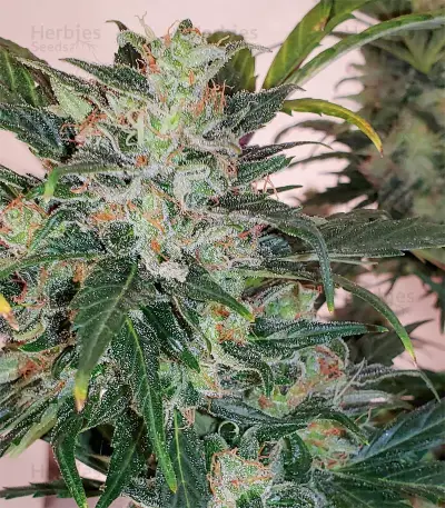 Chocodope (Victory Seeds)