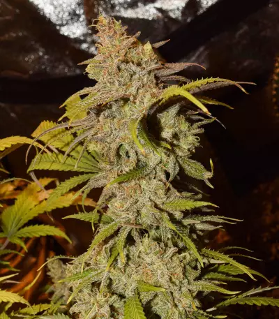 Semi femminizzati Critical Super Silver Haze