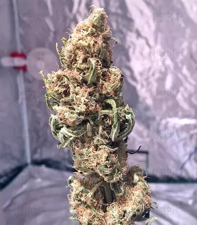 Critical Seeds