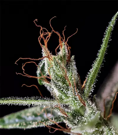 Dr. Grinspoon (Barney's Farm)