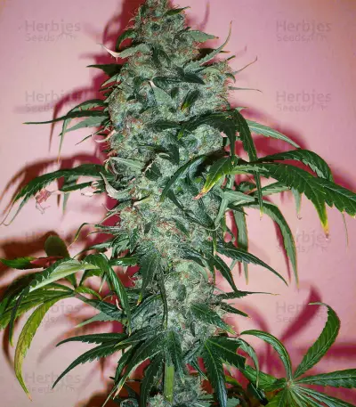 Dutch Haze Seeds