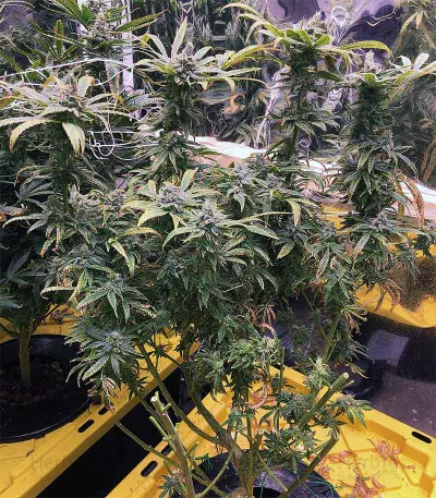 Eleven Roses Seeds (Delicious Seeds)