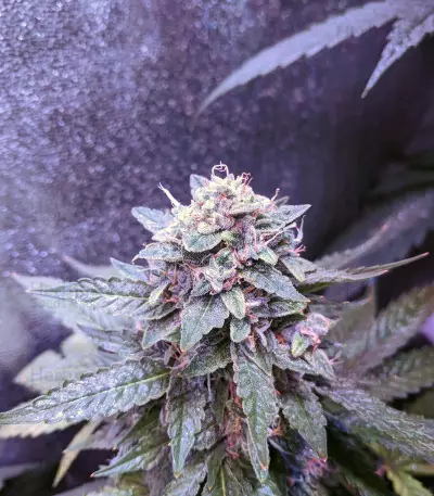 Fantasmo Express Auto Seeds