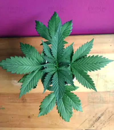 Semi femminizzati Gorilla Bomb