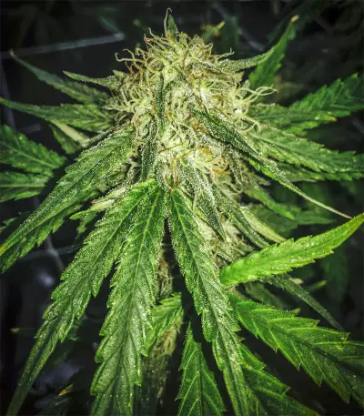 Semi femminizzati Gorilla Bomb
