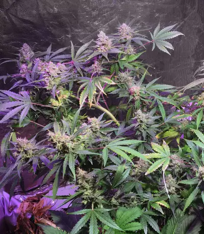 Gorilla (Gorilla Glue #4) (Expert Seeds)