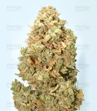 Hubbabubbasmelloscope Auto Seeds
