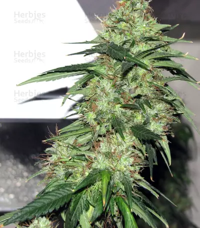 Indica XXL feminized seeds