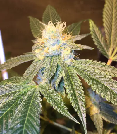 Josh D OG Seeds