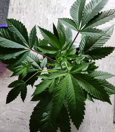 Graines de cannabis KarmaRado OG regular (Karma Genetics)