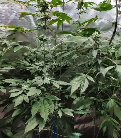 Graines de cannabis KarmaRado OG regular (Karma Genetics)