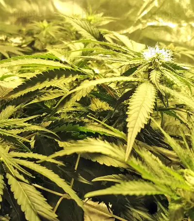 Kripple Roulette (Dr. Krippling Seeds)