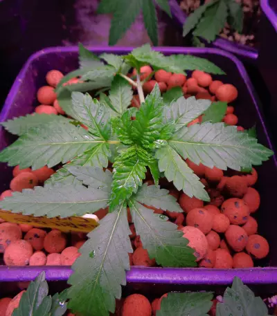 Graines de cannabis Kritikal Bilbo CBD (Genehtik Seeds)