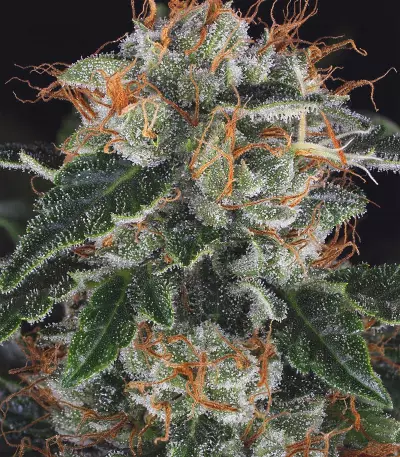 MOB Seeds