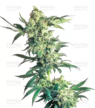 Northern Lights Seeds (Sensi Seeds)