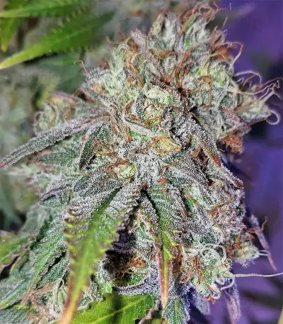 Original Bruce Banner Seeds