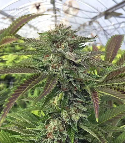 Original Bruce Banner Seeds