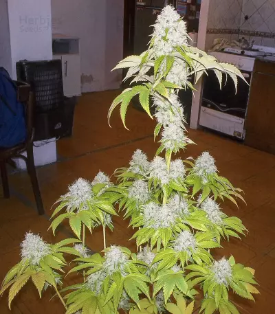 Road Dawg Seeds