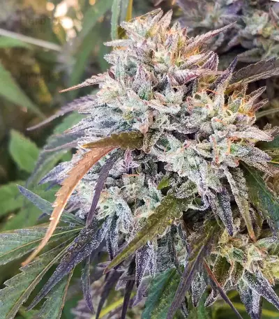 Road Dawg Seeds