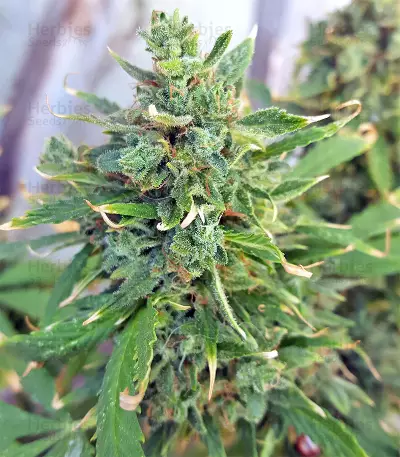 Sandstorm feminized seeds