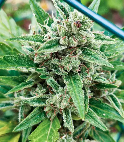Santa Marta Haze Autoflower (Seedstockers)