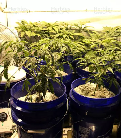 Skullcap Regular (Karma Genetics)