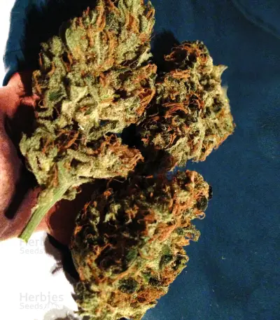 Semi femminizzati Skywalker Kush