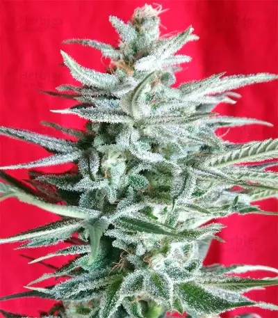 Graines de cannabis Snow Moon Regular (Ace Seeds)