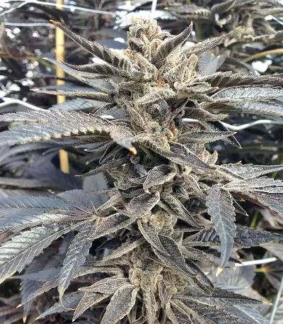 Star Killer Regular (Rare Dankness Seeds)