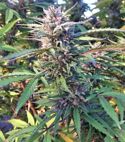 Strawberry Banana feminized seeds