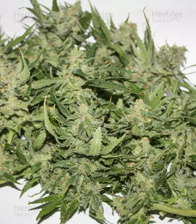 Sementes Feminizadas de Sugar Black Rose Early Version (Delicious Seeds)
