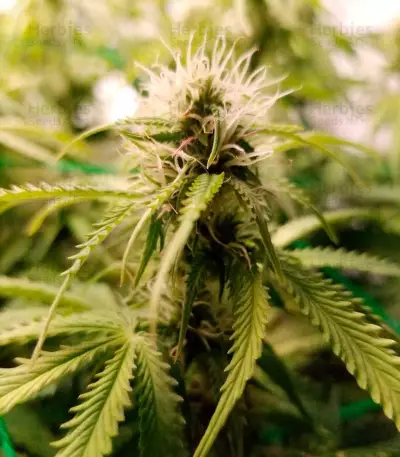 Graines de cannabis Super Critical Auto (GHS)