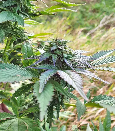 Super Skunk Autoflower (Seedstockers)