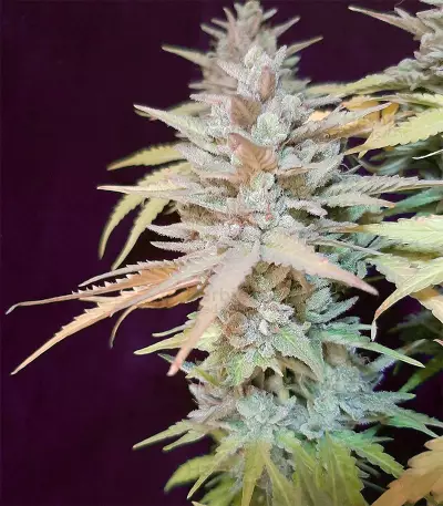 Sweet ZZ (Sweet Z) (RQS)