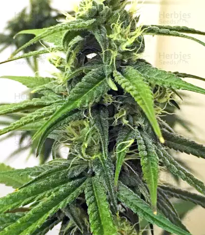 Thai Chi feminized seeds