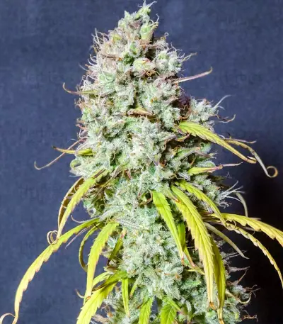 Semi femminizzati Wedding Cheesecake Auto
