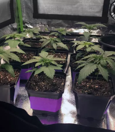 Wedding Gelato feminized seeds