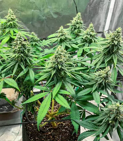 AFS Princess Seeds (AlphaFem Seeds)