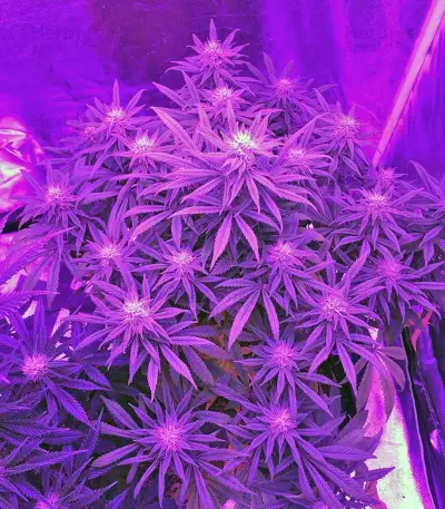 Graines de cannabis A.M.S. (GHS)