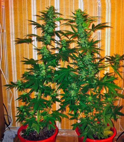 Auto-Bomb strain