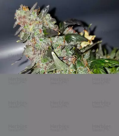 Big Bang Auto Seeds