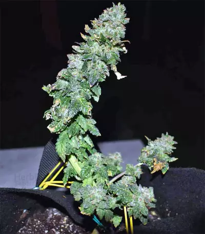 Blue Sherbet S1 strain